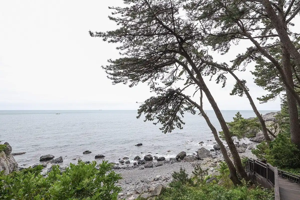 岩の浜辺の上に斜めに伸びる冬柏島の松と外海。