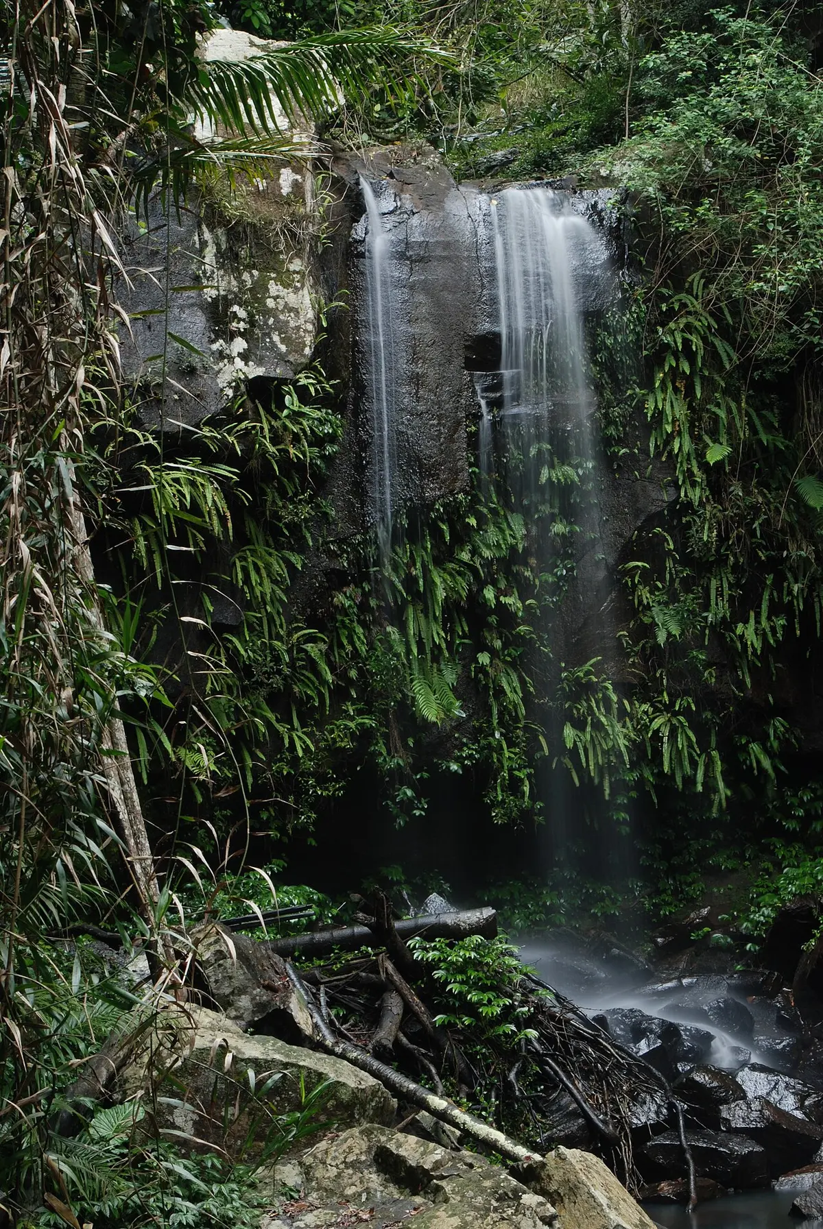 Curtis Falls in the forest of Tamborine Mountain