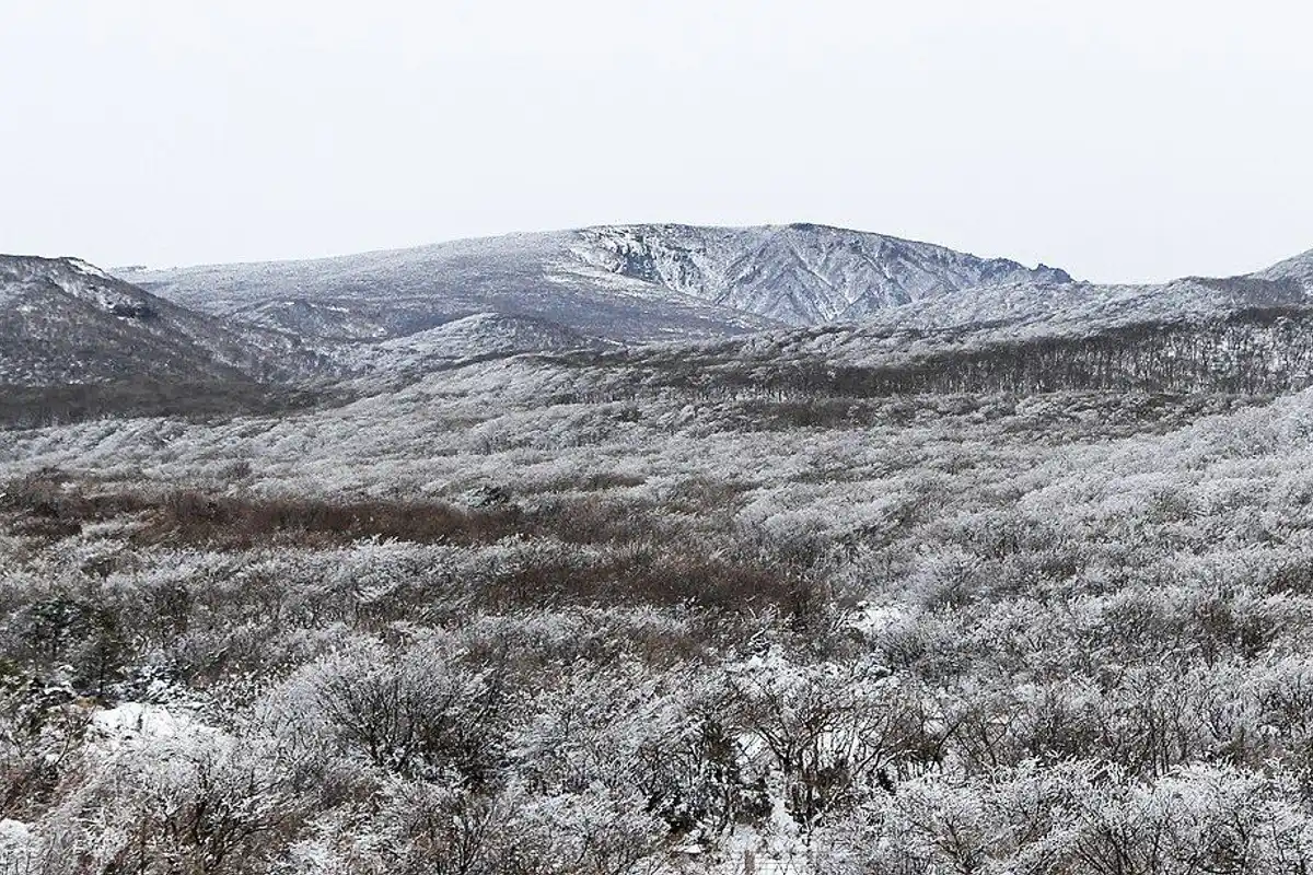 서리꽃이 핀 관목 숲 너머로 보이는 눈 덮인 한라산 정상부.