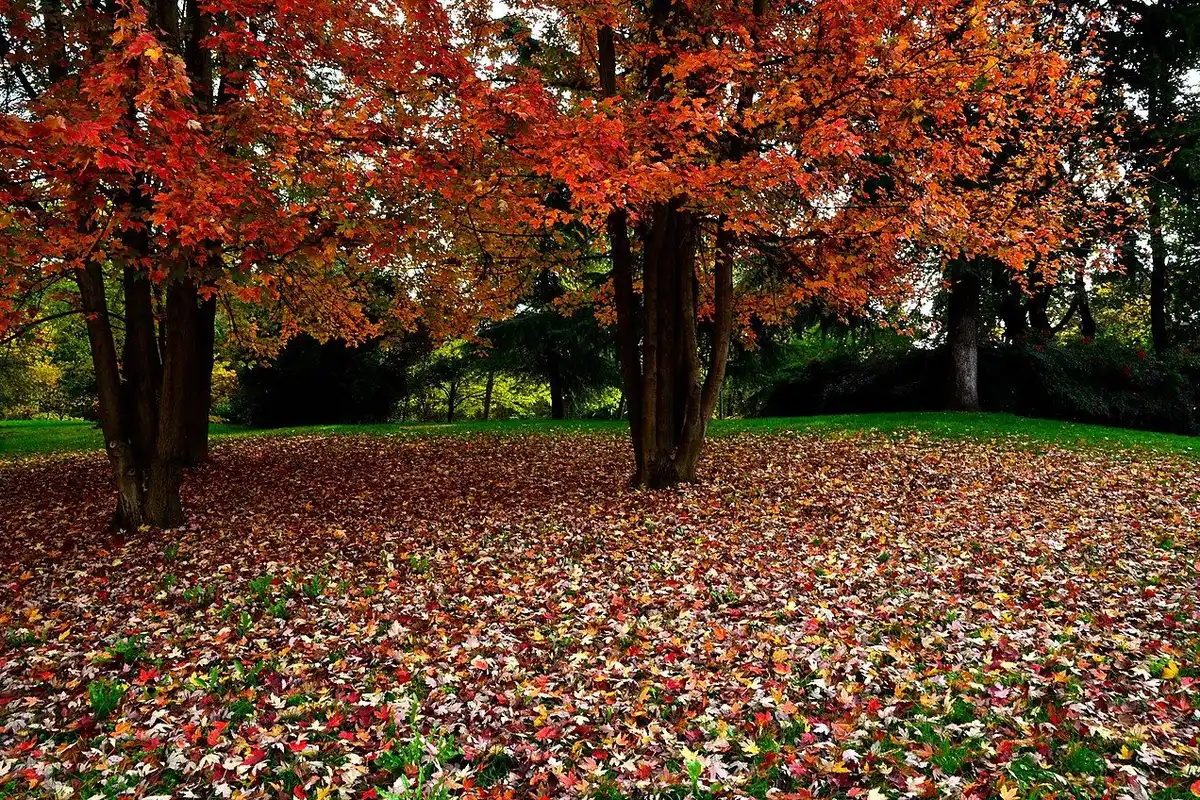 Red and orange autumn trees in Parco Sempione, with fallen leaves covering the lawn.