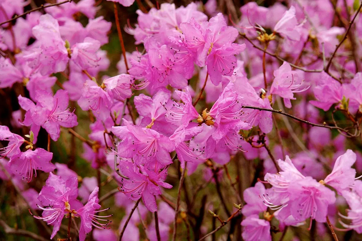 細い枝いっぱいに咲いたピンクのツツジの花。