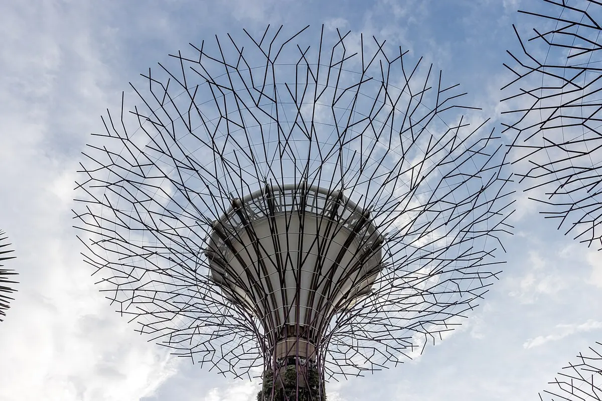 The towering Supertrees of Supertree Grove at Gardens by the Bay.