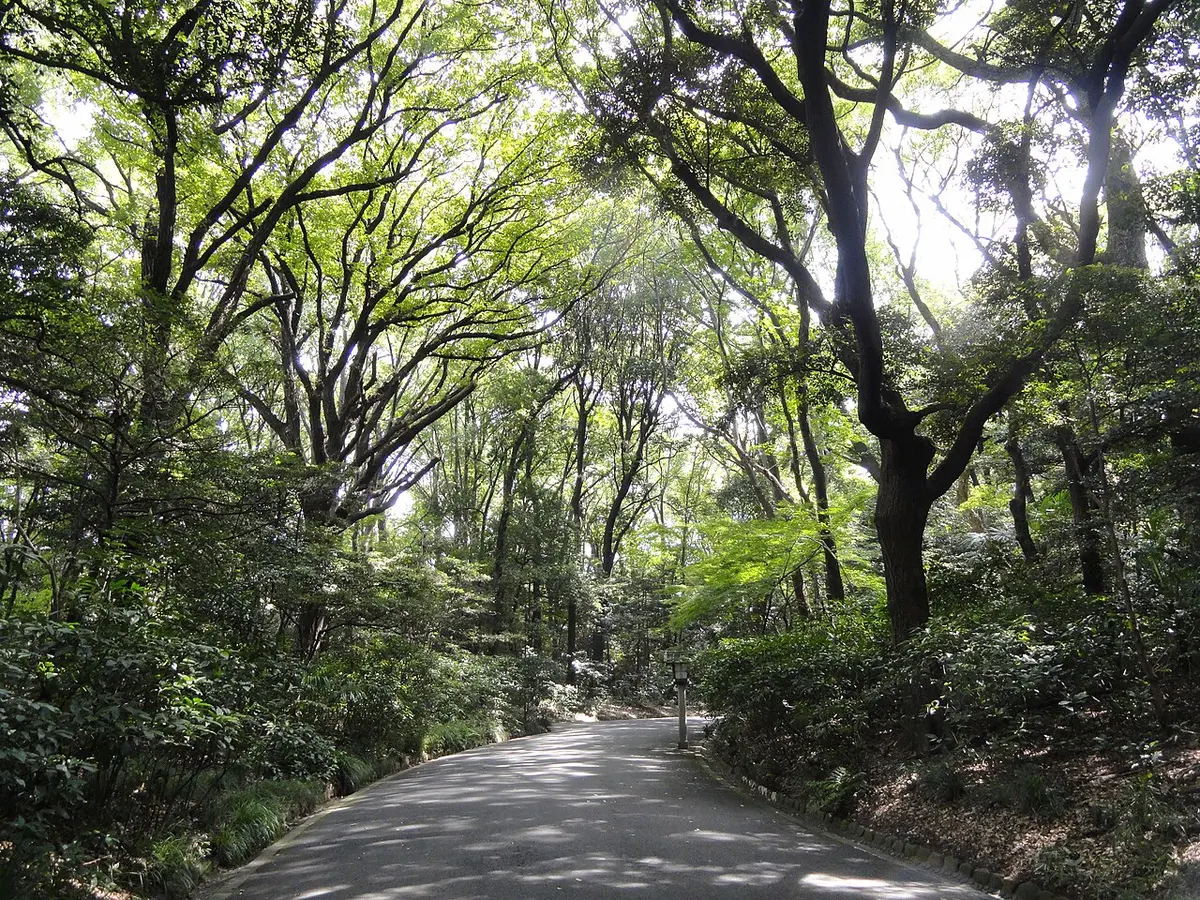 The wide forested approach path leading to Meiji Jingu shrine.